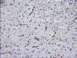 VASP Antibody in Immunohistochemistry (Paraffin) (IHC (P))