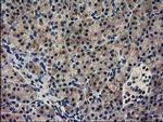 GUK1 Antibody in Immunohistochemistry (Paraffin) (IHC (P))