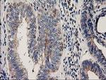 CHCHD5 Antibody in Immunohistochemistry (Paraffin) (IHC (P))