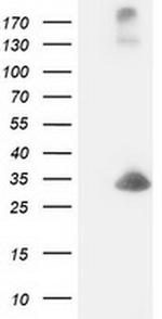 DCK Antibody in Western Blot (WB)