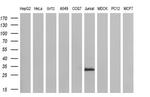 DCK Antibody in Western Blot (WB)