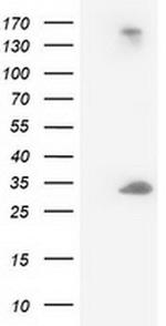 DCK Antibody in Western Blot (WB)