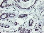 UBOX5 Antibody in Immunohistochemistry (Paraffin) (IHC (P))