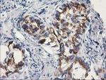 Monoacylglycerol Lipase Antibody in Immunohistochemistry (Paraffin) (IHC (P))