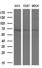 CRY2 Antibody in Western Blot (WB)