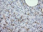 Alcohol Dehydrogenase 1B Antibody in Immunohistochemistry (Paraffin) (IHC (P))