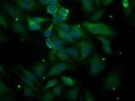 PLEKHA3 Antibody in Immunocytochemistry (ICC/IF)