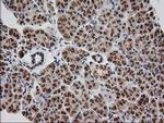 Monoacylglycerol Lipase Antibody in Immunohistochemistry (Paraffin) (IHC (P))