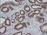 Monoacylglycerol Lipase Antibody in Immunohistochemistry (Paraffin) (IHC (P))