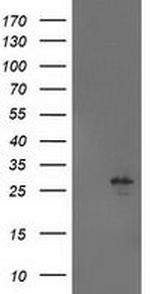 Adenylate Kinase 4 Antibody in Western Blot (WB)