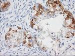 BAIAP2 Antibody in Immunohistochemistry (Paraffin) (IHC (P))