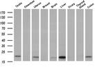 PDF Antibody in Western Blot (WB)