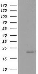 PDF Antibody in Western Blot (WB)