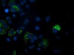 PDF Antibody in Immunocytochemistry (ICC/IF)