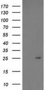 PDF Antibody in Western Blot (WB)