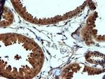 NDUFAF7 Antibody in Immunohistochemistry (Paraffin) (IHC (P))