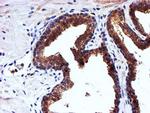 NDUFAF7 Antibody in Immunohistochemistry (Paraffin) (IHC (P))