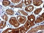 NDUFAF7 Antibody in Immunohistochemistry (Paraffin) (IHC (P))