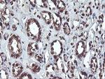 OSGEP Antibody in Immunohistochemistry (Paraffin) (IHC (P))