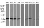 OSGEP Antibody in Western Blot (WB)