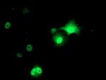 AP2M1 Antibody in Immunocytochemistry (ICC/IF)