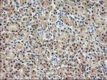 PDXK Antibody in Immunohistochemistry (Paraffin) (IHC (P))