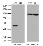 PTP1B Antibody in Western Blot (WB)