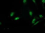 GSPT2 Antibody in Immunocytochemistry (ICC/IF)