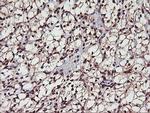 Monoacylglycerol Lipase Antibody in Immunohistochemistry (Paraffin) (IHC (P))