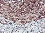 Monoacylglycerol Lipase Antibody in Immunohistochemistry (Paraffin) (IHC (P))