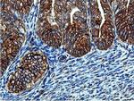 ILVBL Antibody in Immunohistochemistry (Paraffin) (IHC (P))