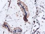 ILVBL Antibody in Immunohistochemistry (Paraffin) (IHC (P))