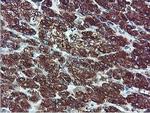 ILVBL Antibody in Immunohistochemistry (Paraffin) (IHC (P))