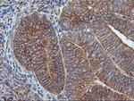 ILVBL Antibody in Immunohistochemistry (Paraffin) (IHC (P))