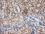 ILVBL Antibody in Immunohistochemistry (Paraffin) (IHC (P))