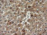 ILVBL Antibody in Immunohistochemistry (Paraffin) (IHC (P))