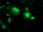 SMS Antibody in Immunocytochemistry (ICC/IF)