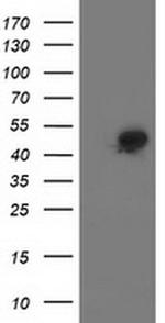 SMS Antibody in Western Blot (WB)