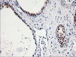 SMS Antibody in Immunohistochemistry (Paraffin) (IHC (P))