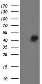 SMS Antibody in Western Blot (WB)