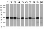 SMS Antibody in Western Blot (WB)