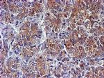 SMS Antibody in Immunohistochemistry (Paraffin) (IHC (P))