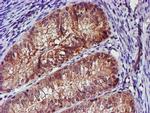 SMS Antibody in Immunohistochemistry (Paraffin) (IHC (P))