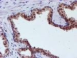 SMS Antibody in Immunohistochemistry (Paraffin) (IHC (P))