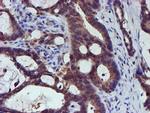 SMS Antibody in Immunohistochemistry (Paraffin) (IHC (P))