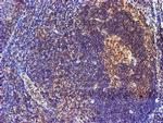 SMS Antibody in Immunohistochemistry (Paraffin) (IHC (P))