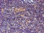 SMS Antibody in Immunohistochemistry (Paraffin) (IHC (P))