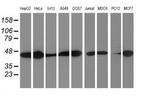 SMS Antibody in Western Blot (WB)