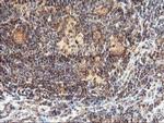 LCMT1 Antibody in Immunohistochemistry (Paraffin) (IHC (P))