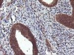 LCMT1 Antibody in Immunohistochemistry (Paraffin) (IHC (P))